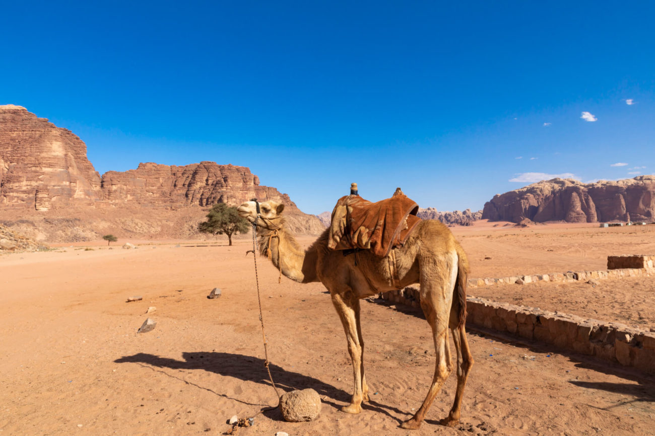 wadi rum bedouin campsite tours